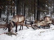 Полеты Санты Клауса