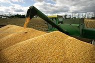 Вскрыт масштабный вывоз зерна из России во время эмбарго